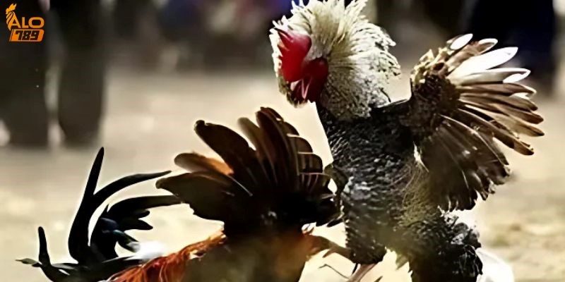 tat ca thong tin ve da ga online tai alo789 2 tat ca thong tin ve da ga online tai alo789 2