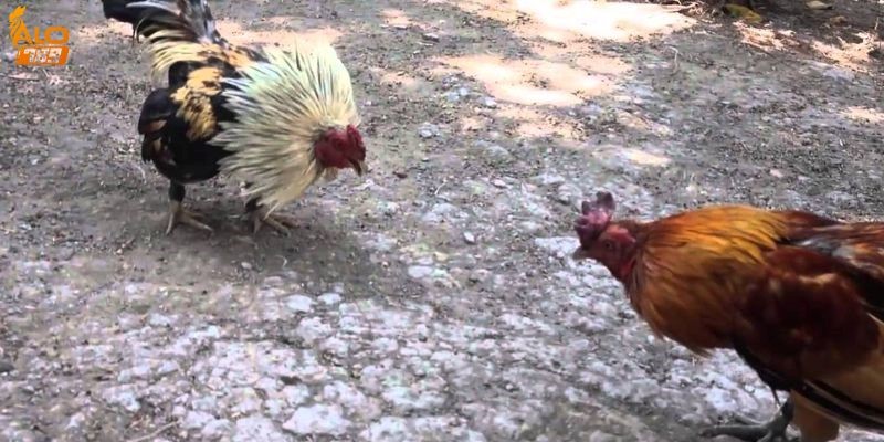 tat ca thong tin ve da ga online tai alo789 3 tat ca thong tin ve da ga online tai alo789 3